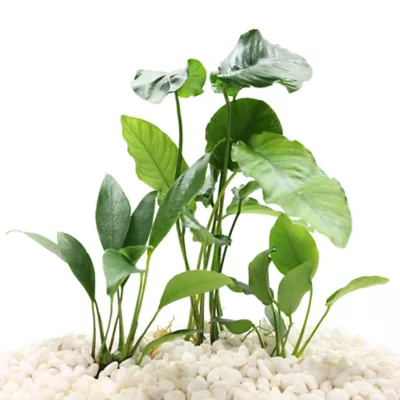 Top Fin® Live Plant Variety Pack - Small, Medium & Large - Image 1