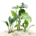 Top Fin® Live Plant Variety Pack - Small, Medium & Large image thumbnail 1
