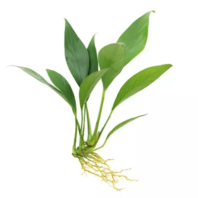 Top Fin® Live Plant Variety Pack - Small, Medium & Large - Image 2
