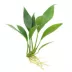 Top Fin® Live Plant Variety Pack - Small, Medium & Large image thumbnail 2