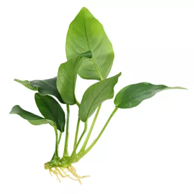 Top Fin® Live Plant Variety Pack - Small, Medium & Large - Image 3