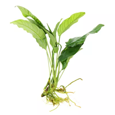Top Fin® Live Plant Variety Pack - Small, Medium & Large - Image 4