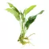 Top Fin® Live Plant Variety Pack - Small, Medium & Large image thumbnail 4