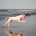 GURU Tiki Fry Guy Kiki Plush Dog Toys image thumbnail 2