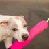 GURU Tiki Fry Guy Kiki Plush Dog Toys image thumbnail 3
