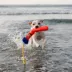 GURU Snorkling Fry Guy Kevin Plush Dog Toys image thumbnail 3