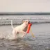 GURU Snorkling Fry Guy Kevin Plush Dog Toys image thumbnail 5