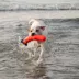 GURU Snorkling Fry Guy Kevin Plush Dog Toys image thumbnail 8