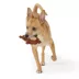 Joyhound Biteshield Plush Bear Squeaky Plush Dog Toy image thumbnail 3
