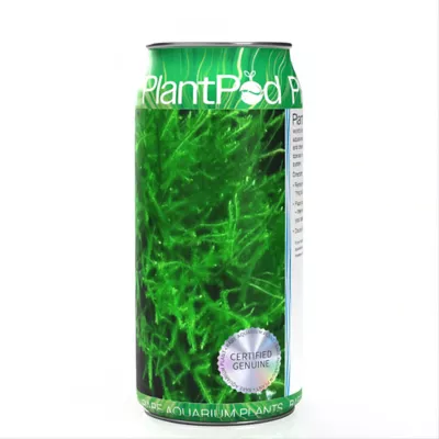 PlantPod Live Plant - Image 1