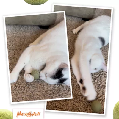 Mewoijuana Kaliko Kush Whack Refill Cat Toy - Image 7