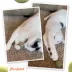 Mewoijuana Kaliko Kush Whack Refill Cat Toy image thumbnail 7