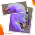 Mewoijuana Purple Pashion Whack N Roll Cat Toy image thumbnail 6