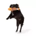 Joyhound® Fish Rope with Bone Dog Toy image thumbnail 3