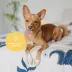 kin + kind Pet Smell Coat Spray Conditioner For Dogs, Almond & Vanilla Scent- 12 Oz image thumbnail 7