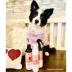 kin + kind Natural Shampoo For Itchy Cats & Dogs, Rosemary & Peppermint Scent Allergen Remover- 12Oz image thumbnail 8