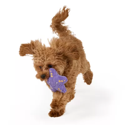 Joyhound® Biteshield Plush Fish Starfish Squeaky Dog Toy - Image 3