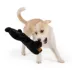 Joyhound® Realistic Plush Bear Squeaky Dog Toy image thumbnail 3