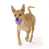 Joyhound® Giggle Ball Dog Toy image thumbnail 3