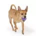 Joyhound® Tennis Ball Dog Toy 2.5 in image thumbnail 3