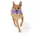 Joyhound® Value TPR Bone Dog Toy image thumbnail 3