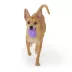 Joyhound® Value TPR Football Dog Toy image thumbnail 3