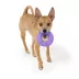 Joyhound® Value TPR Ring Dog Toy image thumbnail 3