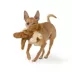 Joyhound Realistic Plush Otter Squeaky Plush Dog Toy image thumbnail 3