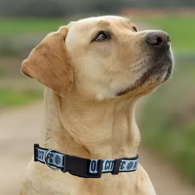 Pets First New York City FC Satin Collar - Image 4