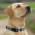 Pets First New York City FC Satin Collar image thumbnail 4