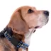 Pets First Philadelphia Union Satin Collar image thumbnail 3