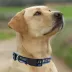 Pets First Philadelphia Union Satin Collar image thumbnail 4