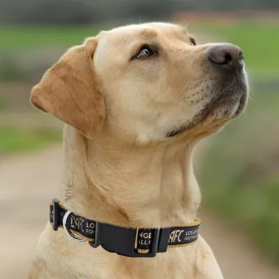 Pets First Los Angeles FC Satin Collar - Image 4
