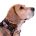 Pets First Inter Miami CF Satin Collar image thumbnail 3
