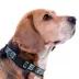 Pets First New York City FC Satin Collar image thumbnail 3