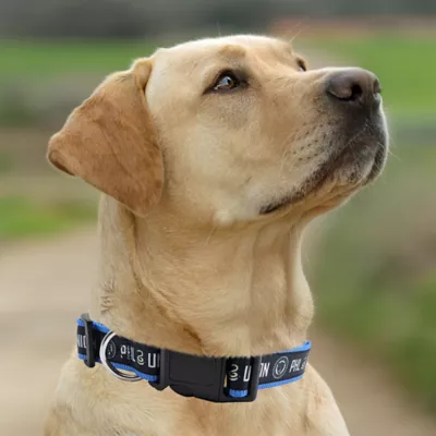 Pets First Philadelphia Union Satin Collar - Image 4