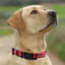 Pets First St. Louis SC Satin Collar image thumbnail 4