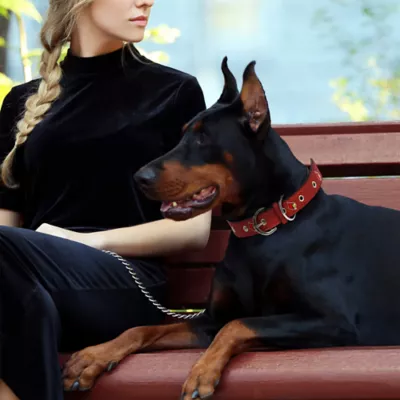 Pets First Louisville Signature Pro Collar - Image 3
