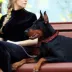 Pets First Penn State Signature Pro Collar image thumbnail 3
