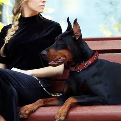 Pets First Penn State Signature Pro Collar - Image 3