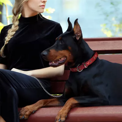 Pets First Texas Signature Pro Collar - Image 3