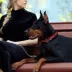 Pets First Texas Signature Pro Collar image thumbnail 3