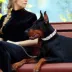 Pets First Atlanta Braves Signature Pro Collar image thumbnail 3