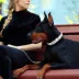 Pets First Boston Red Sox Signature Pro Collar image thumbnail 3
