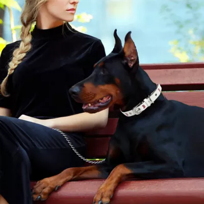 Pets First Boston Red Sox Signature Pro Collar - Image 3