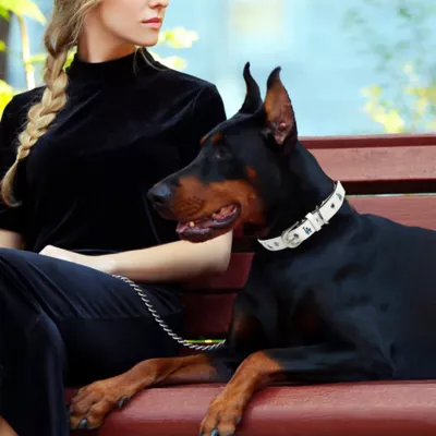 Pets First Los Angeles Dodgers Signature Pro Collar - Image 3