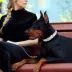 Pets First Los Angeles Dodgers Signature Pro Collar image thumbnail 3