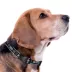 Pets First San Diego FC Satin Collar image thumbnail 3