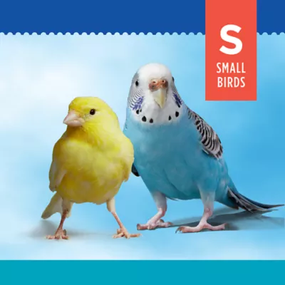 All Living Things® Chew Bird Toy - Image 2