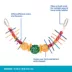 All Living Things® Chew Bird Toy image thumbnail 3
